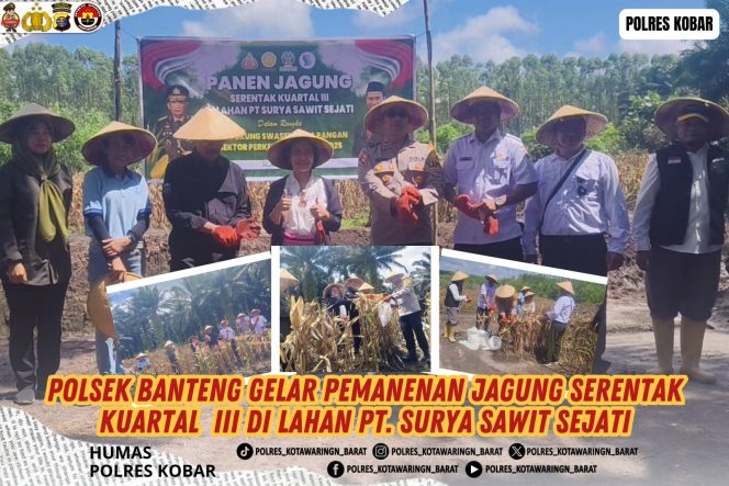 
					Polsek Banteng Gelar Pemanenan Jagung Serentak Kuartal  III di lahan PT. Surya Sawit Sejati