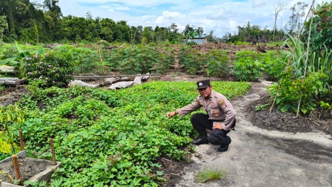 
					Anggota Pollsek Kapuas Tengah laksanakan Pengecekan pemanfaatan Lahan Pekarangan Masyarakat Desa Pujon