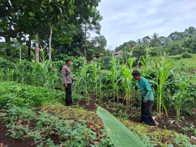
					Bhabinkamtibmas Polsek Tanah Siang Selatan Cek Ketahanan Pangan Kebun Jagung