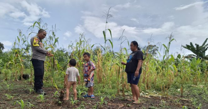 
					Dukung Swasembada Ketahanan Pangan, Aipda Waris Hartoyo Kunjungi Perkebunan Jagung Warga Tambelum