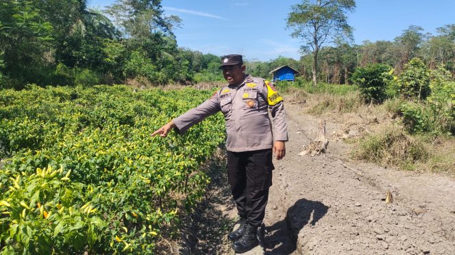 
					Monitoring Pemanfaatan Lahan Pekerangan Dalam Rangka Implementasi Asta Cita Presiden Republik Indonesia Dalam Bidang Ketahanan Pangan