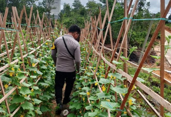 
					Bhabinkamtibmas Polres Murung Raya Manfaatkan Perkarangan Rumah Tanam Berbagai Jenis Sayuran