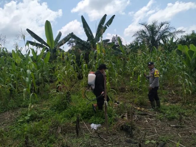 
					Bhabinkamtibmas Pospol Sei Babuat Sambangi Kebun Jagung dan Sayur Bergizi Warga