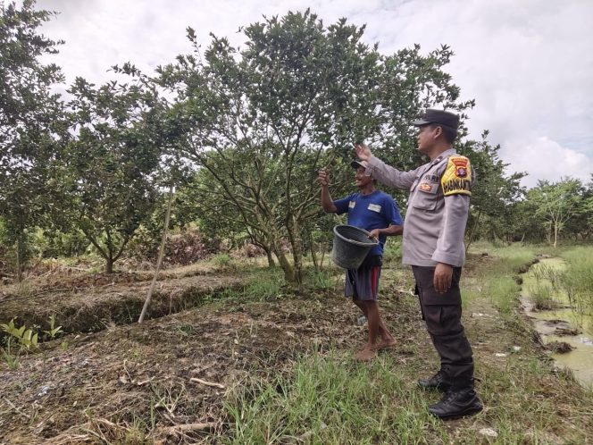 
					Bhabinkamtibmas Desa Bapeang Dukung Program Asta Cita .  Sampit, Dalam rangka mendukung program Ketahanan Pangan, Aipda Eddy Sutrisno selaku Bhabinkamtibmas Desa Bapeang Polsek Ketapang Polres Kotim (Kotawaringin Timur) jajaran Polda kalteng melakukan pengecekan Pekarangan Pangan bergizi milik warga desa binaannya, Sabtu (16/8/2025) pagi.  Ketahanan pangan menjadi salah satu program prioritas pemerintah dalam rangka memastikan ketersediaan dan keberlanjutan sumber pangan di masyarakat yang mana lahan milik Pekarangan milik Sdr. Mujahit dalam  untuk tanaman yang ditanam adalah  Jeruk yang terletak di Jalan Nusantara Desa Bapeang Kec MB Ketapang Kab.Kotim Prov.Kalteng.  Bhabinkamtibmas Aipda Eddy Sutrisno melakukan pengecekan lahan untuk memastikan pertumbuhan dan kesuburan tanaman pangan bergizi milik warga, Lahan ini menjadi bukti nyata upaya masyarakat dengan dukungan Bhabinkamtibmas Polsek Ketapang dalam mengelola sumber daya yang ada untuk memajukan ketahanan pangan lokal.  “Kami ingin memastikan apa yang di tanam dapat tumbuh subur dan berhasil secara optimal sehingga bisa menjadi sumber pangan tambahan bagi masyarakat setempat. Ini bentuk dukungan kami terhadap program Asta Cita Pemerintah,” ujar Bhabinkamtibmas Aipda Eddy Sutrisno.  Selain memeriksa pekarangan Pangan Bergizi, Bhabinkamtibmas juga memberi imbauan kepada warga setempat tentang pentingnya memanfaatkan lahan kosong walupun ukurannya tidak luas untuk bercocok tanam.  Ditempat terpisah Kapolres Kotim AKBP Resky Maulana Zulkarnain, S.H., S.I.K.,M.H melalui Kapolsek Ketapang AKP Eka Palti Arie Putra Hutagaol, S.I.K mengatakan, ketahanan pangan merupakan program Asta Cita dari Bapak Presiden RI Prabowo Subianto, agar mampu mewujudkan swasembada pangan nasional, demi kesejahteraan seluruh masyarakat.  Kapolsek Ketapang juga mengatakan bahwa Kegiatan ini termasuk peran serta Polri Selaku Penggerak Program Asta Cita sehingga dapat memberikan manfaat bagi masyarakat dalam meningkatkan kualitas hidup.  “Diharapkan, upaya ini terus berlanjut dan menjadi bagian dari program jangka panjang yang akan bermanfaat bagi masyarakat sekitar,” pungkasnya (hrd**ktpg)