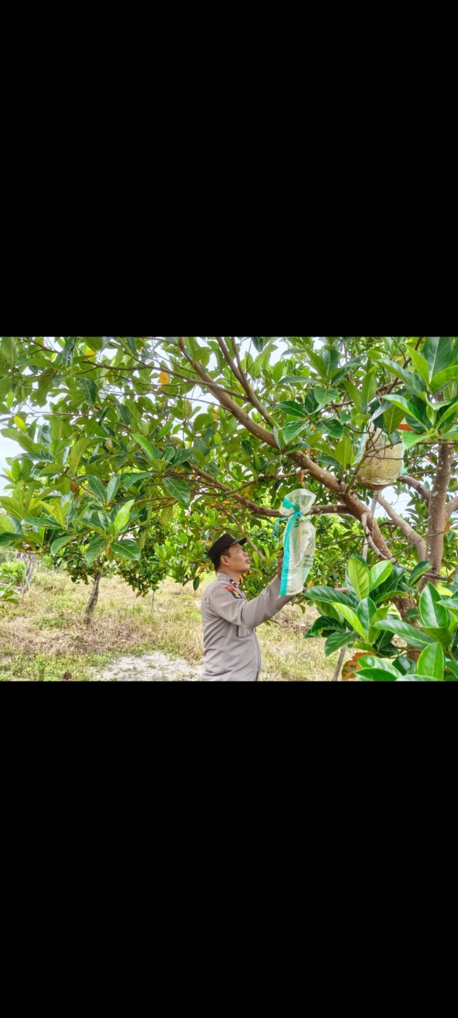 
					Polsek Timpah Melaksanakan Pengecekan Pemanfaatan Lahan Pekarangan Warga Desa Danau Pantau