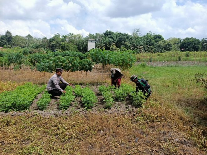 
					Wujudkan Program Swasembada Pangan Nasional, Polisi Penggerak Sambangi Petani Kacang Tanah.