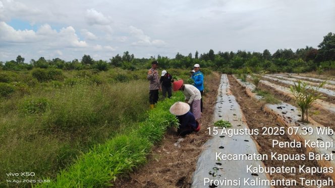 
					Polsek Kapuas Barat Dorong Ketahanan Pangan Lewat Pemanfaatan Pekarangan