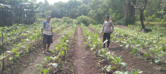 
					Personel Bhabinkamtibmas Polsek Kota Besi Bripka Waris Sambangi Pekarangan Pangan warga desa Binaaannya.