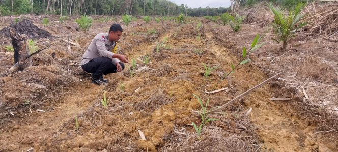 
					Polsek Cempaga cek tanaman jagung kuartal III