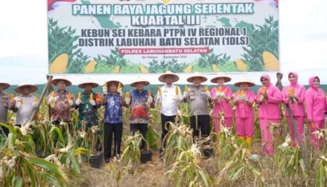 
					Bupati Labusel Fery Sahputra Simatumpang SH Pimpin Kegiatan Panen Raya Jagung Tahap III Diareal Sei Kebara PT PN IV Regional 1 Distrik Labusel