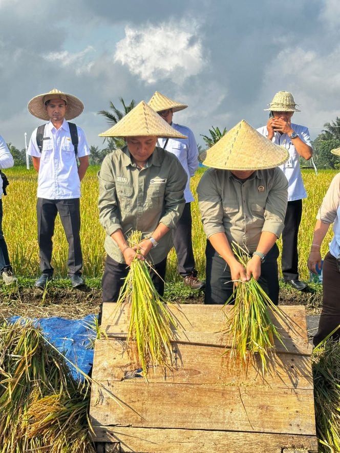 
					Membangun Sirkular Ekonomi di Desa Petak: Panen Padi Sehat dan Kerja Sama Antar Usaha