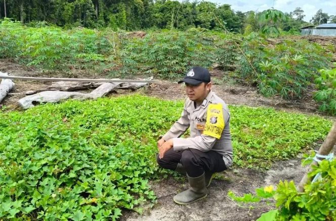 
					Anggota Polsek Kapuas Tengah telah melaksanakan Pengecekan Lahan Pekarangan masyarakat Desa Pujon
