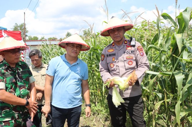 
					Panen Raya Jagung Serentak: Polres Sukamara dan Forkopimda Kompak Dukung Swasembada Pangan 2025
