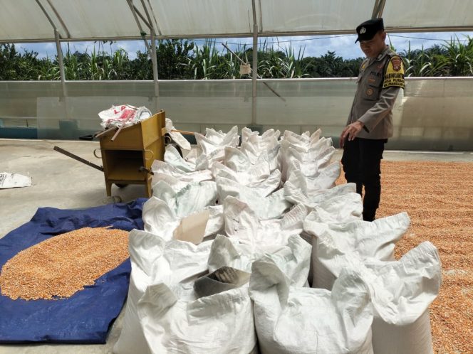 
					Bhabinkamtibmas Polsek Pangkalan Lada Lakukan Pengecekan Pengemasan Hasil Panen Jagung Hibrida