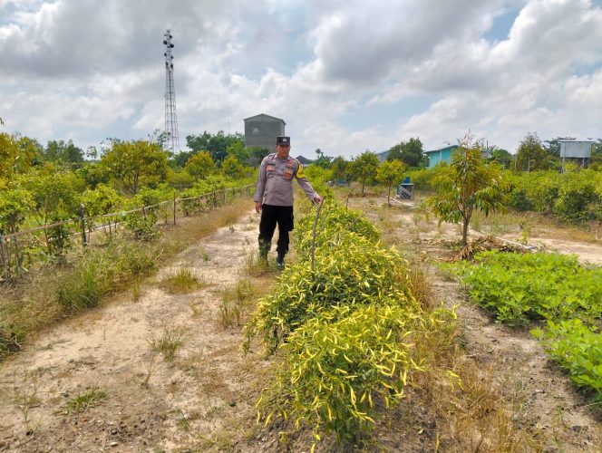 
					Anggota Pollsek Kapuas Tengah melaksanakan Pengecekan Lahan Pekarangan Desa Pujon