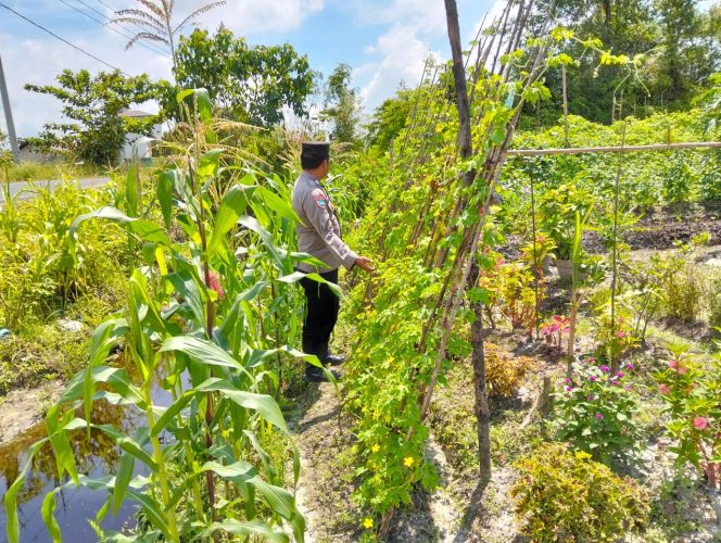 
					Anggota Polsek Kapuas Tengah melaksanakan Pengecekan Pemanfaatan Lahan Pekarangan warga Desa Pujon