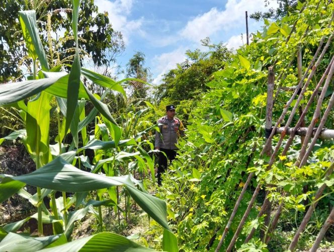 
					Polsek Kapuas Tengah laksanakan Pengecekan Pemanfaatan Pekarangan Desa Pujon