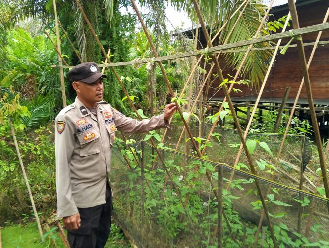 
					Anggota Pollsek Kapuas Tengah telah melaksanakan Pengecekan Lahan Pekarangan masyarakat di Desa Pujon