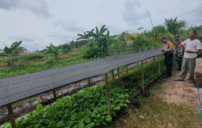 Giat Dukungan Terhadap Ketahanan Pangan Personil Polsek Kapuas Murung Pemanfaatan Lahan Pekarangan Mandiri