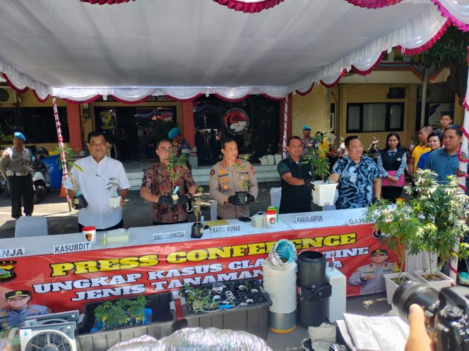 
					Grebek Kebun Ganja Polda Bali Amankan Dua WNA