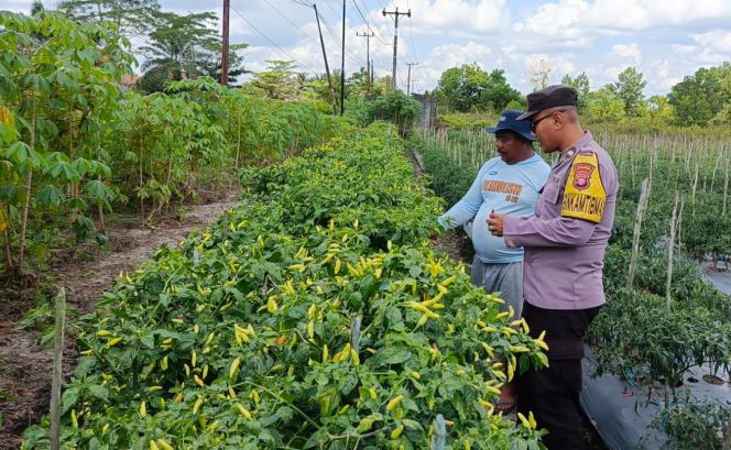 
					Bhabinkamtibmas Polsek Ketapang Dukung  Program Asta Cita .Di Kelurahan Pasir Putih