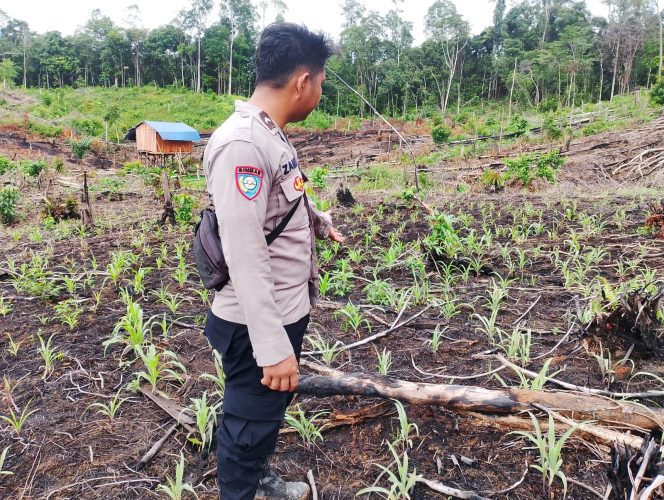
					Bhabinkamtibmas Polsek Laung Tuhup Monitoring Kebun Jagung Warga Binaan