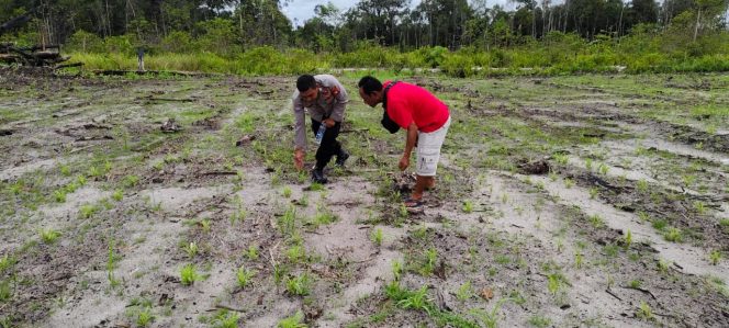 
					BHABINKAMTIBMAS POLSEK KAPUAS TENGAH PANTAU PERKEMBANGAN TANAMAN JAGUNG DALAM RANGKA MENDUKUNG SWASEMBADA PANGAN TAHUN 2025