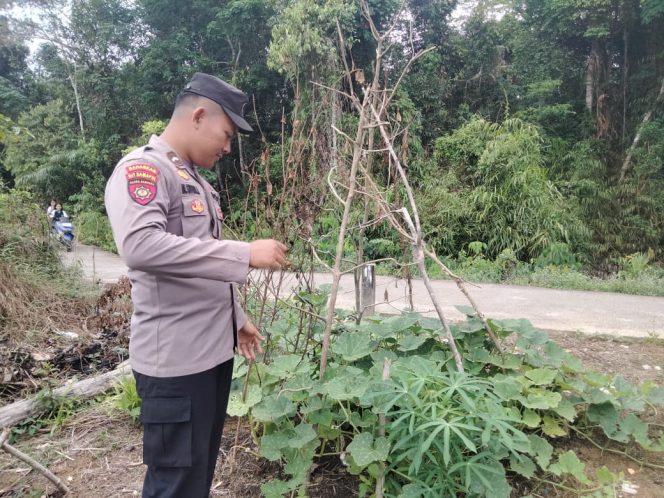 
					POLRES BARITO UTARA DUKUNG ASTA CITA PEMERINTAH RI MELALUI PROGRAM PEKARANGAN PANGAN BERGIZI DI POLSEK LAHEI