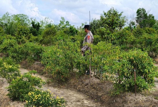 Polsek Kapuas Tengah laksanakan Pengecekan Pemanfaatan lahan Pekarangan Desa Pujon
