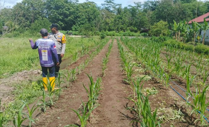 Bhabinkamtibmas Desa Anjir Mambulau Timur Monitoring Perkembangan Tanaman Jagung bersama Warga