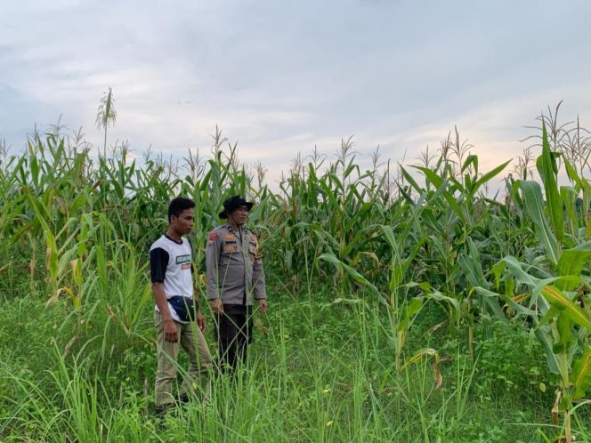 Polres Barito Utara Dukung Program Ketahanan Pangan Nasional Melaui Pemanfaatan Lahan Produktif Di Desa Tongka