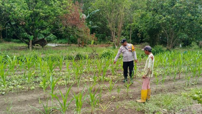 Bhabinkamtibmas Desa Anjir Mambulau Timur Monitoring Perkembangan Tanaman Jagung bersama Warga Masyarakat