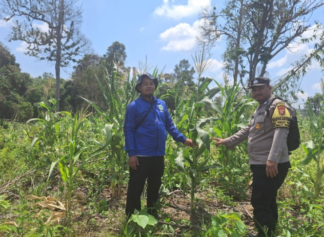 
					Bhabinkamtibmas Desa Nibung Terjun Lakukan Pengecekan Tanaman Jagung Ketahanan Pangan, Perkuat Sinergi dengan Petani