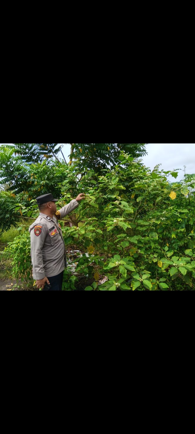 
					Polsek Timpah Melaksanakan Pengecekan Pemanfaatan Lahan Pekarangan Warga Desa Tumbang Randang