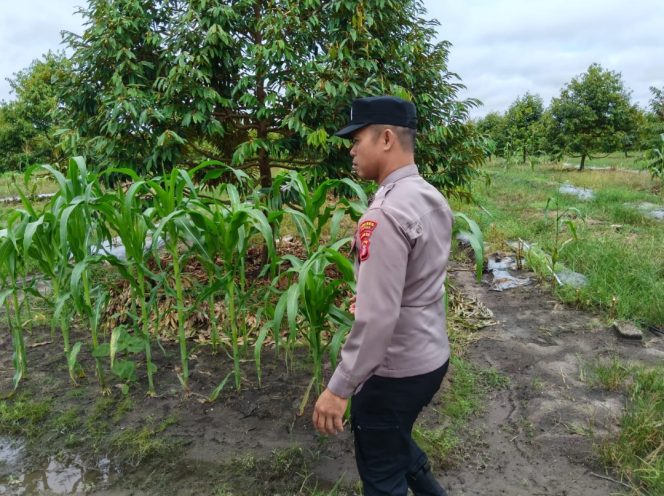 
					Polsek Timpah Melaksanakan Pengecekan Pemanfaatan Lahan Pekarangan Warga Desa Tumbang Randang