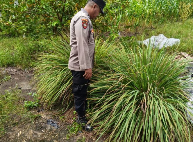 Polsek Timpah Melaksanakan Pengecekan Pemanfaatan Lahan Pekarangan Warga Desa Tumbang Randang