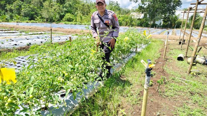 
					Polsek Kapuas Barat Dukung Ketahanan Pangan Melalui Program Pekarangan Pangan Bergizi di Masyarakat Mandomai