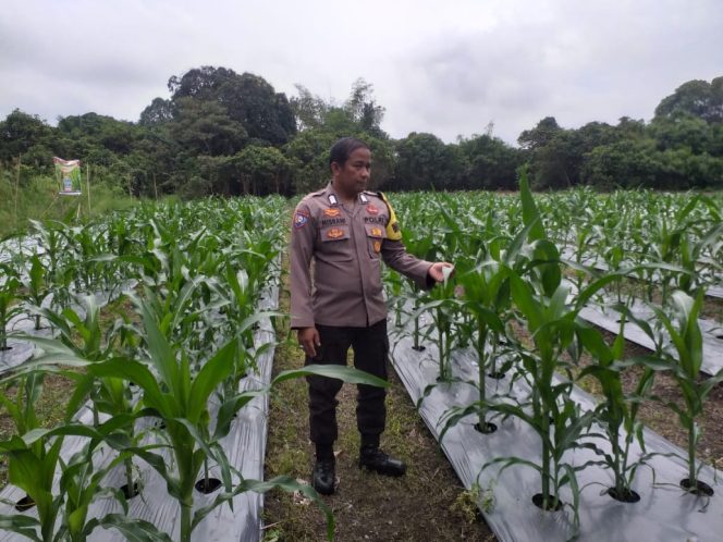 
					GIAT PENGECEKAN LOKASI PEMANFAATAN PERKARANGAN PANGAN BERGIZI BIDANG PERKEBUNAN DALAM RANGKA IMPLEMENTASI ASTA CITA PRESIDEN REPUBLIK INDONESIA DALAM PROGRAM KETAHANAN PANGAN POLRES KAPUAS