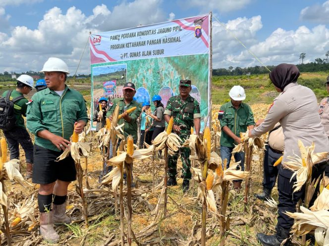
					Dukung Ketahanan Pangan, TNI-Polri dan PT GAS Sukses Panen Jagung Melimpah