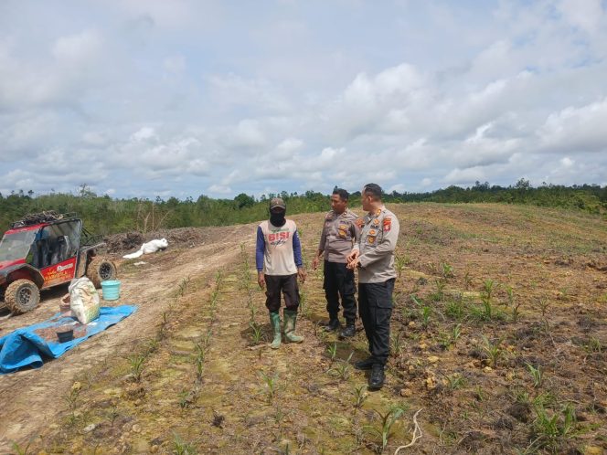 
					Dukung Swasembada Pangan, Kapolres Gunung Mas Tinjau Kebun Jagung 1,5 Hektar di Belakang Mako