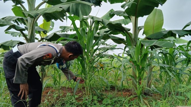 
					Polsek Kapuas Barat Bersama Masyarakat Membangun Ketahanan Pangan Agar Dapat Berkelanjutan Dan Bermanfaat