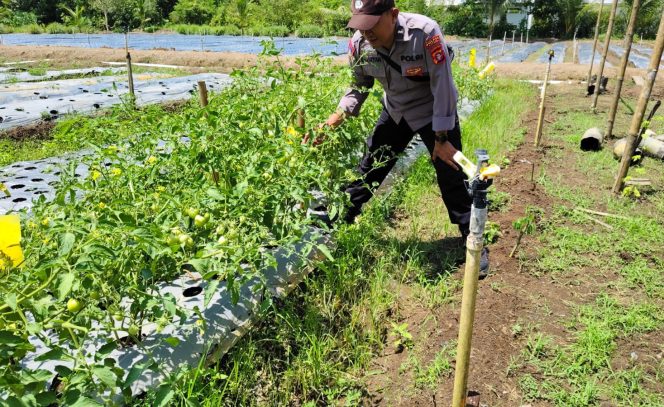 GIAT PENGECEKAN LOKASI PEMANFAATAN LAHAN PEKARANGAN UNTUK KEBUN JAGUNG DAN SAYUR SAYURAN DALAM RANGKA IMPLEMENTASI ASTA CITA PRESIDEN REPUBLIK INDONESIA DALAM BIDANG KETAHANAN PANGAN POLRES KAPUAS