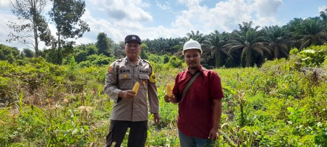 
					Aiptu Said Panen Jagung Hibrida Bersama Karyawan PT. SKU