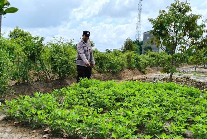 
					Anggota Polsek Kapuas Tengah melaksanakan Pengecekan Pemanfaatan Pekarangan lahan Desa Pujon