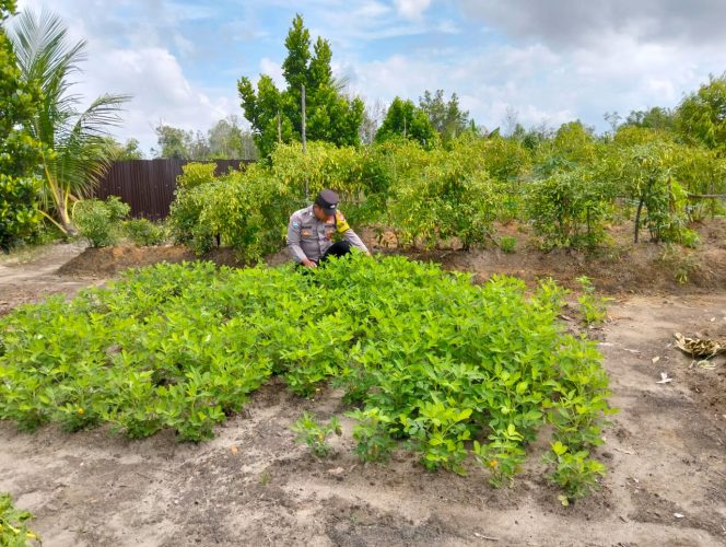 
					Polsek Kapuas Tengah melaksanakan Pengecekan Pemanfaatan Pekarangan lahan di Desa Pujon