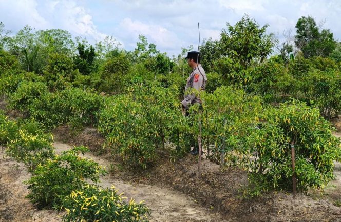 
					Polsek Kapuas Tengah melaksanakan Pengecekan Pemanfaatan Pekarangan lahan Desa Pujon