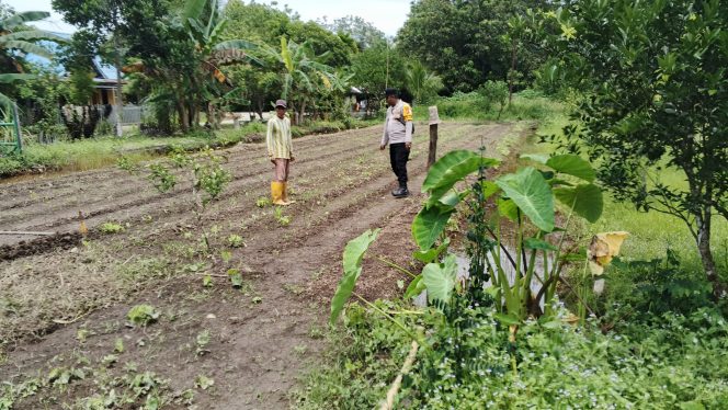 
					Minggu Pagi, Bhabinkamtibmas Desa Anjir Mambulau Timur Bersama Warga Monitoring Perkembangan Tanaman Jagung
