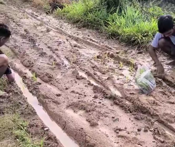 
					Viral! Pemuda di Majalengka Tanam Padi di Jalan Rusak, Protes Akses Desa Cengal-Nunuk yang Memprihatinkan
