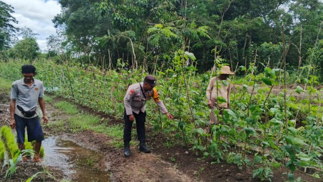 
					Bhabinkamtibmas Desa Anjir Mambulau Timur Monitoring Perkembangan Tanaman Kacang Panjang bersama Warga Masyarakat