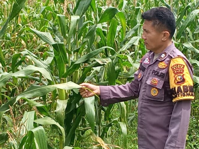 
					Polsek Kandis Cek Lahan Jagung 2 Hektare di Belutu, Dukung Program Ketahanan Pangan Presiden